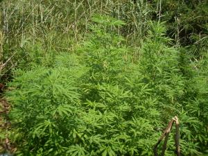 post-18684-0-59239500-1439221302_thumb.j