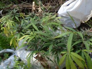 post-18684-0-60658100-1439221496_thumb.j