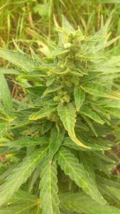 post-19687-0-16415400-1438935997_thumb.j