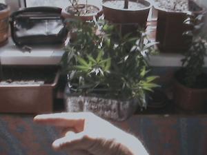 post-21184-0-86944800-1439817520_thumb.j