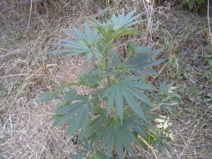 post-35732-0-12639200-1438539480_thumb.j