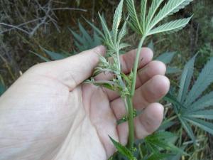 post-35732-0-90740800-1438539621_thumb.j