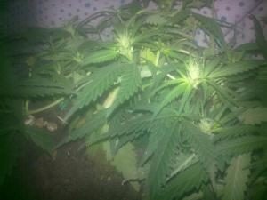 post-43020-0-84094500-1439749722_thumb.j