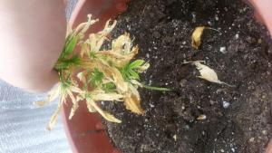 post-47094-0-69734300-1440666222_thumb.j