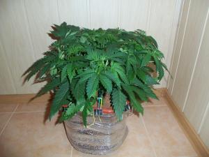 post-6649-0-20193600-1440019884_thumb.jp