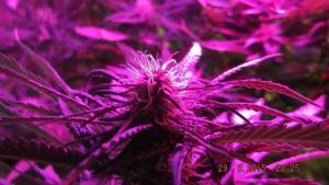 post-7615-0-36498900-1440999111_thumb.jp