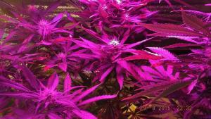 post-7615-0-97831400-1440999438_thumb.jp