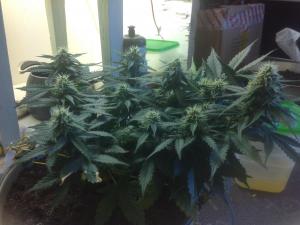 post-10247-0-22787000-1379487833_thumb.j