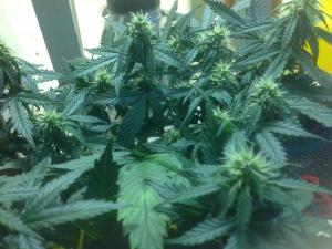 post-10247-0-26191100-1378879354_thumb.j