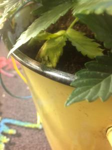 post-10247-0-29609100-1378008250_thumb.j