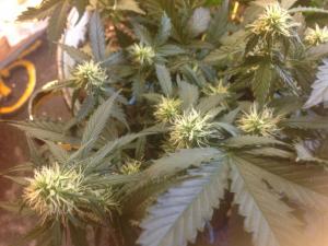 post-10247-0-38280200-1378452269_thumb.j