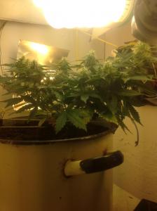 post-10247-0-50154900-1379487807_thumb.j