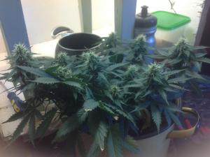 post-10247-0-52266500-1379487963_thumb.j