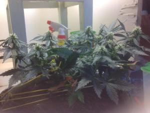 post-10247-0-53063600-1378451992_thumb.j