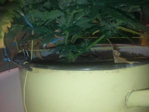 post-10247-0-65732500-1380441571_thumb.j