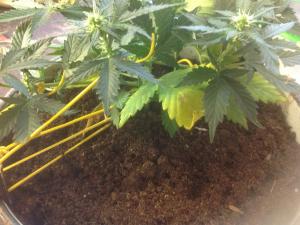 post-10247-0-67569000-1378008178_thumb.j