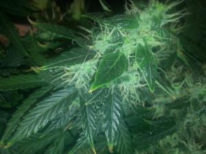 post-10247-0-84901300-1380441930_thumb.j