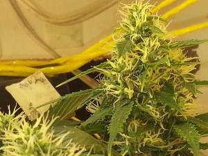 post-10247-0-89074200-1379850871_thumb.j