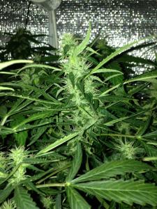 post-12391-0-49307700-1378815728_thumb.j