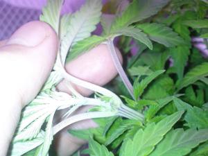 post-13189-0-90496200-1379869013_thumb.j