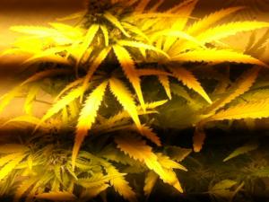 post-13871-0-14446800-1378550986_thumb.j