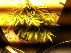 post-13871-0-15684500-1378550833_thumb.j