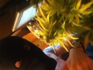 post-13871-0-67324200-1378671683_thumb.j