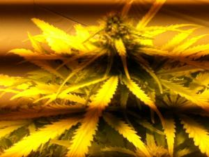 post-13871-0-69674300-1378550840_thumb.j