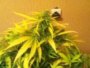 post-13871-0-79878500-1378671653_thumb.j