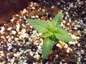 post-14930-0-24972200-1379262815_thumb.j