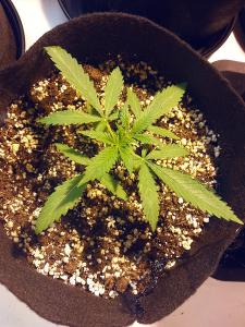 post-14930-0-42742500-1379628558_thumb.j