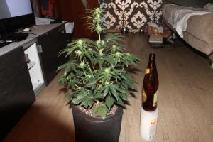 post-15374-0-06536600-1380257148_thumb.j