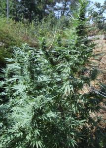 post-3924-0-05262500-1378892256_thumb.jp