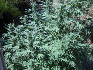 post-3924-0-58289200-1378892293_thumb.jp