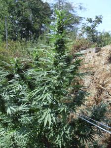 post-3924-0-63467400-1378892234_thumb.jp