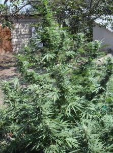 post-3924-0-76591900-1378892416_thumb.jp