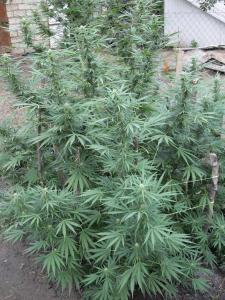 post-3924-0-84790000-1378309618_thumb.jp