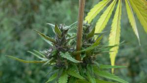 post-7392-0-30366100-1378697705_thumb.jp