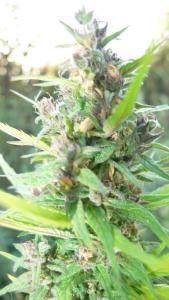 post-7392-0-35151300-1378697692_thumb.jp