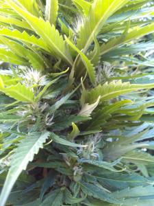 post-7488-0-28501900-1378401937_thumb.jp