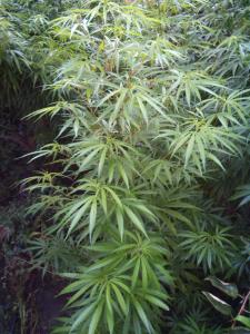 post-7488-0-36748500-1378226614_thumb.jp