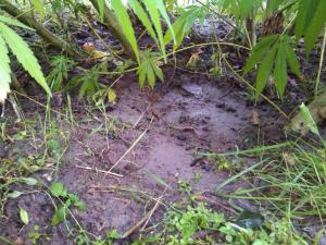 post-7488-0-72697500-1378556949_thumb.jp