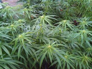 post-7488-0-79476900-1378226793_thumb.jp