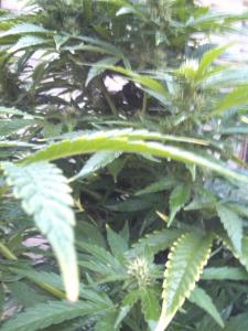 post-7488-0-84439700-1378226871_thumb.jp