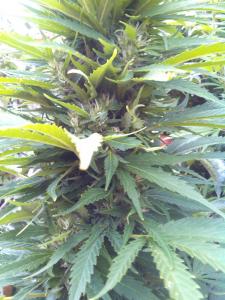 post-7488-0-87712000-1378401763_thumb.jp