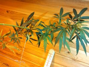 post-7488-0-91824600-1378226270_thumb.jp