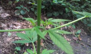 post-8547-0-64043100-1378329801_thumb.jp