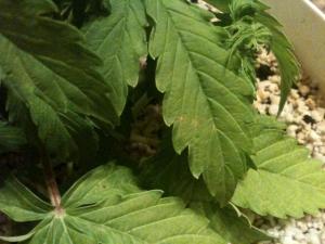 post-8822-0-72605100-1379333969_thumb.jp