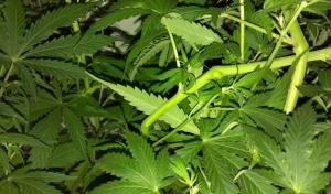 post-11104-0-97167200-1410457832_thumb.j