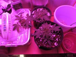 post-16202-0-17482000-1410858633_thumb.j